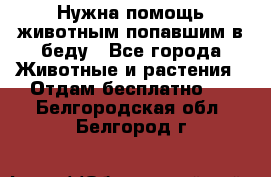 Нужна помощь животным попавшим в беду - Все города Животные и растения » Отдам бесплатно   . Белгородская обл.,Белгород г.